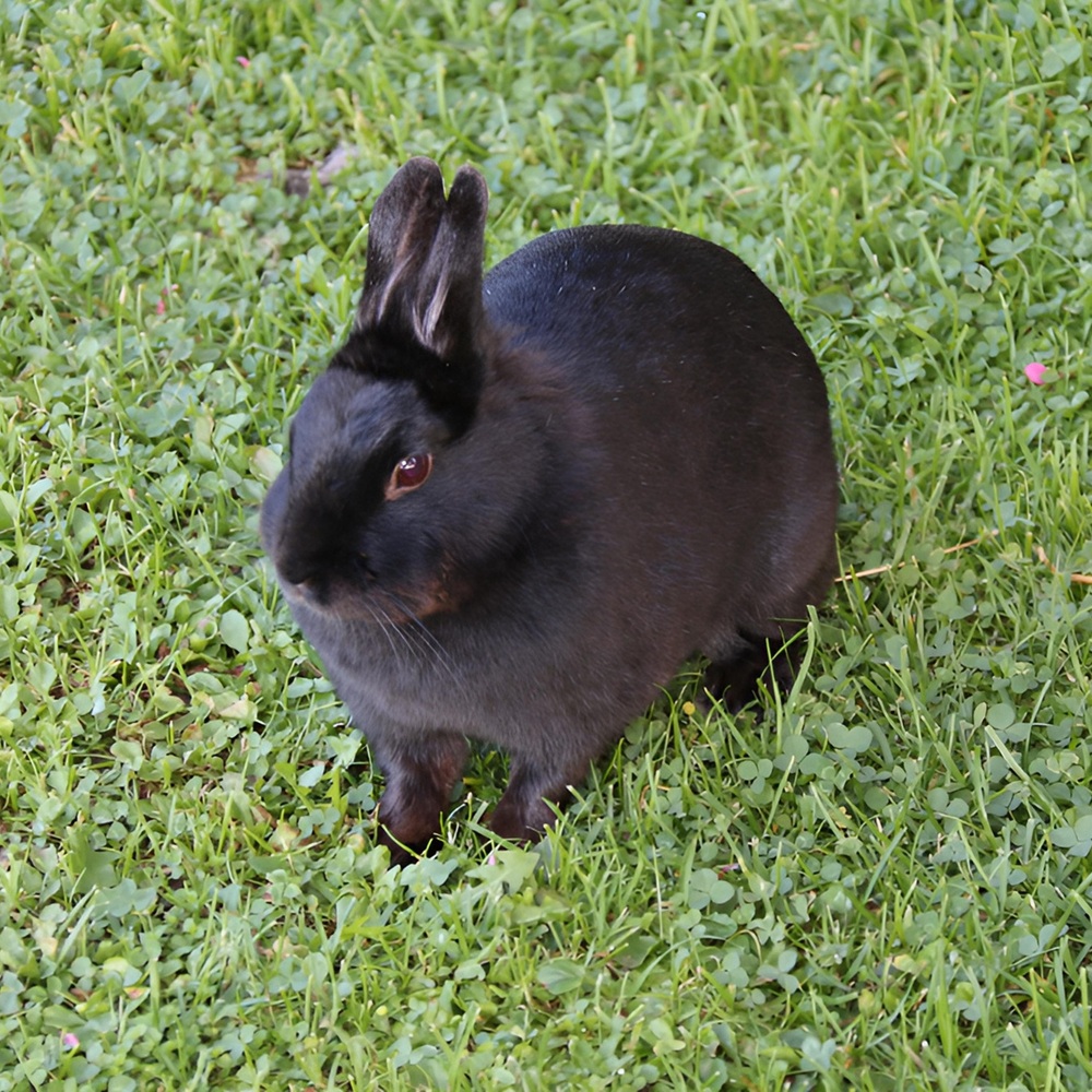 Landhof Hagspiel Rieggis im Allgäu